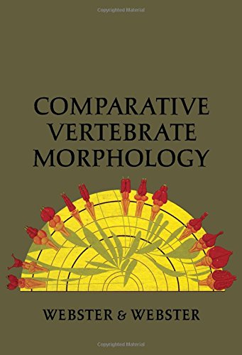 Stock image for Comparative vertebrate morphology for sale by HPB-Red