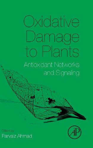 Stock image for Oxidative Damage To Plants: Antioxidant Networks And Signaling for sale by Basi6 International