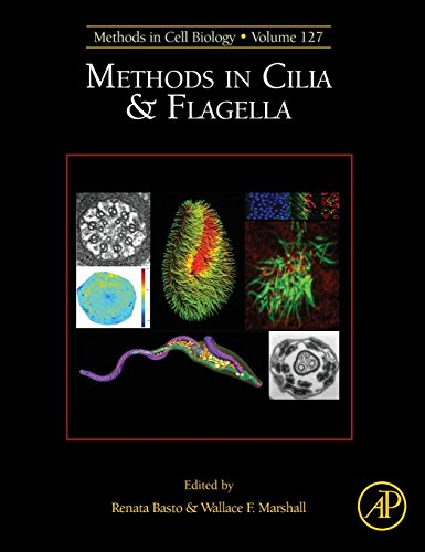 Stock image for Methods in Cilia and Flagella (Volume 127) (Methods in Cell Biology, Volume 127) for sale by Brook Bookstore On Demand