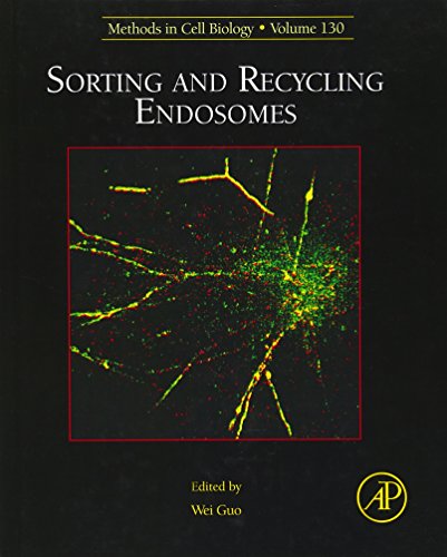 Stock image for Sorting and Recycling Endosomes (Methods in Cell Biology): Volume 130 for sale by Chiron Media