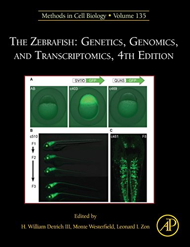 Imagen de archivo de The Zebrafish: Genetics, Genomics, and Transcriptomics: 135 (Methods in Cell Biology): Volume 135 a la venta por Brook Bookstore On Demand