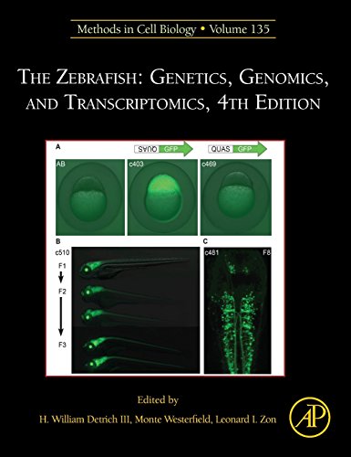 9780128034743: The Zebrafish: Genetics, Genomics, and Transcriptomics: 135 (Methods in Cell Biology): Volume 135