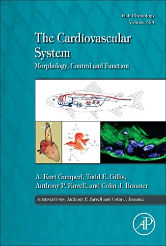 9780128041635: The Cardiovascular System: Morphology, Control and Function: Volume 36A (Fish Physiology)