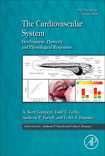 Beispielbild fr The Cardiovascular System: Development, Plasticity and Physiological Responses (Volume 36B) (Fish Physiology, Volume 36B) zum Verkauf von Brook Bookstore On Demand