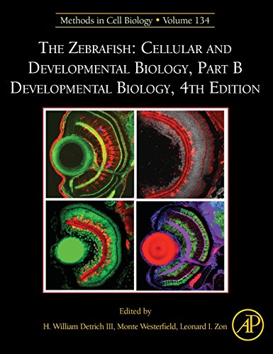 Stock image for The Zebrafish: Cellular and Developmental Biology, Part B Developmental Biology (Volume 134) (Methods in Cell Biology, Volume 134) for sale by Brook Bookstore On Demand