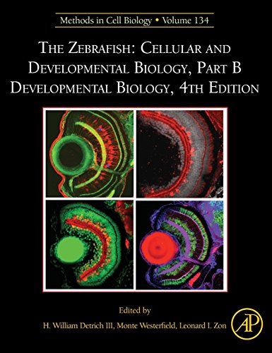 Stock image for The Zebrafish: Cellular and Developmental Biology, Part B Developmental Biology: Vol 134 for sale by Revaluation Books