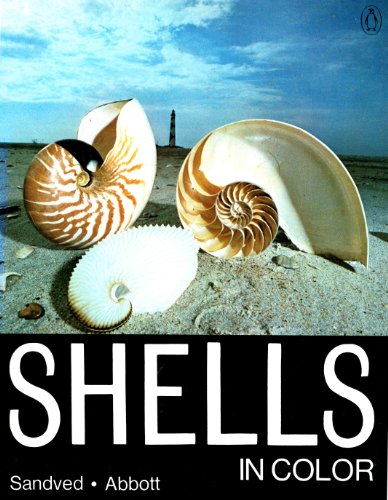 Stock image for Shells in Color for sale by HPB-Emerald