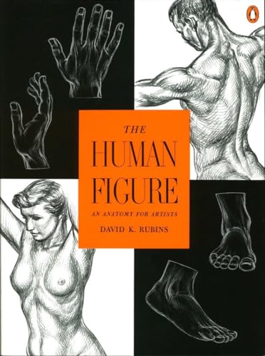 Stock image for The Human Figure: An Anatomy for Artists for sale by ThriftBooks-Dallas