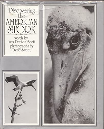 Discovering the American Stork