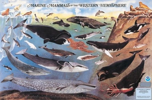 9780160724428: Marine Mammals of the Western Hemisphere