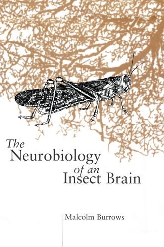 Beispielbild fr The Neurobiology of an Insect Brain zum Verkauf von Better World Books