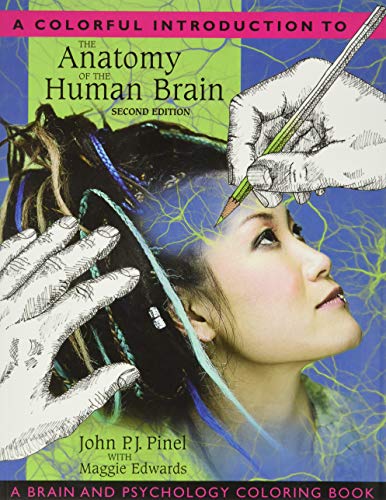 Stock image for Colorful Introduction to the Anatomy of the Human Brain, A: A Brain and Psychology Coloring Book for sale by BooksRun