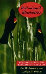 Stock image for Red-Winged Blackbirds : Decision-Making and Reproductive Success for sale by GreatBookPrices