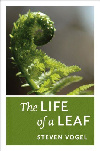 Stock image for The Life of a Leaf for sale by SecondSale