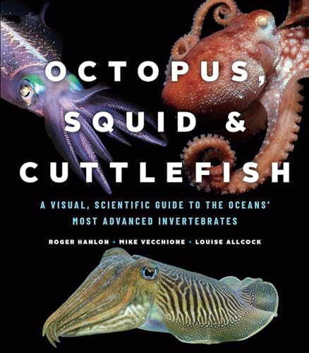Stock image for Octopus, Squid &amp; Cuttlefish for sale by Blackwell's