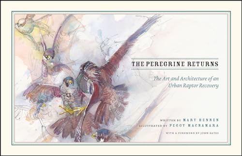 Stock image for The Peregrine Returns: The Art and Architecture of an Urban Raptor Recovery for sale by Open Books