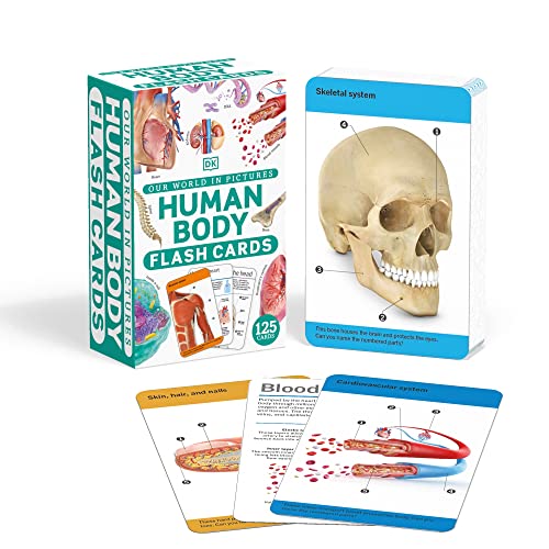 Stock image for Our World in Pictures Human Body Flash Cards for sale by Books Puddle