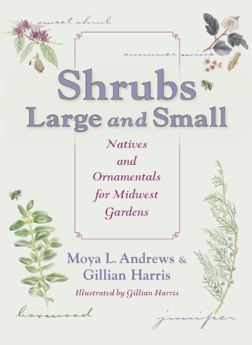 Stock image for Shrubs Large and Small: Natives and Ornamentals for Midwest Gardens for sale by Wonder Book