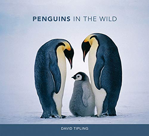 Beispielbild fr Penguins in the Wild zum Verkauf von Better World Books