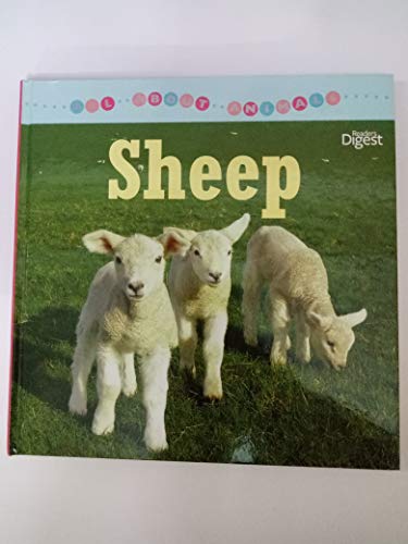 Stock image for All About Animals:Sheep for sale by Books Puddle