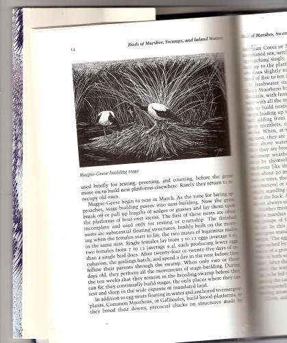 Imagen de archivo de Birds Asleep a la venta por ThriftBooks-Dallas