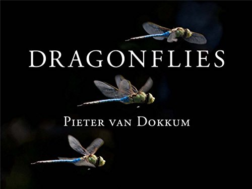 Stock image for Dragonflies: Magnificent Creatures of Water, Air, and Land for sale by Austin Goodwill 1101