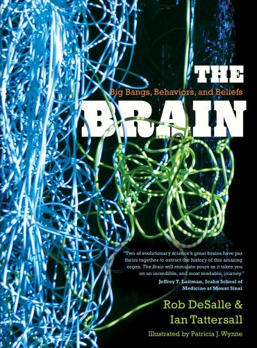 Imagen de archivo de The Brain: Big Bangs, Behaviors, and Beliefs a la venta por ThriftBooks-Dallas
