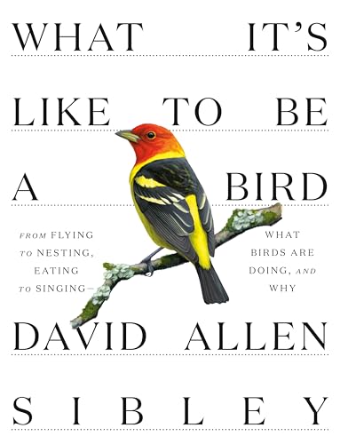 Imagen de archivo de What Its Like to Be a Bird: From Flying to Nesting, Eating to Singing--What Birds Are Doing, and Why (Sibley Guides) a la venta por Goodwill of Colorado
