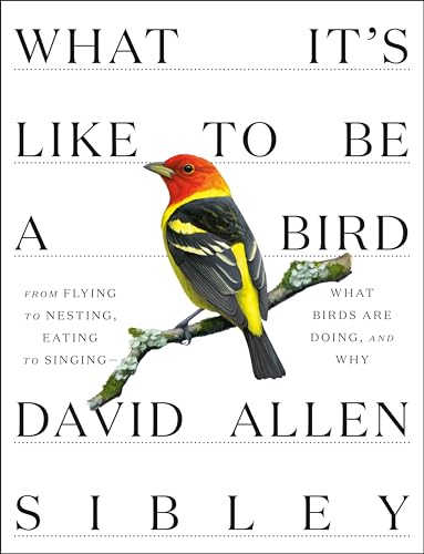 Stock image for What It's Like to Be a Bird: From Flying to Nesting, Eating to Singing--What Birds Are Doing, and Why (Sibley Guides) for sale by Pelican Bay Books