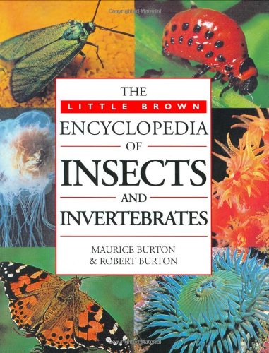 Stock image for Little, Brown Encyclopedia Of Insects And Invertebrates for sale by WorldofBooks