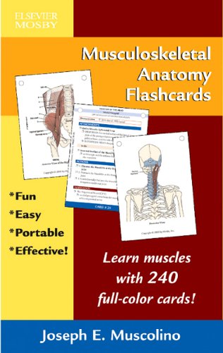 Imagen de archivo de Musculoskeletal Anatomy Flashcards a la venta por HPB-Red