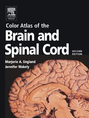 Stock image for Color Atlas of the Brain and Spinal Cord for sale by ThriftBooks-Atlanta