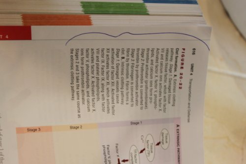 Beispielbild fr Anatomy and Physiology zum Verkauf von Better World Books