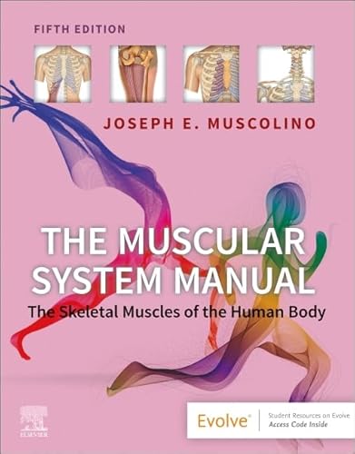 Stock image for The Muscular System Manual Muscolino for sale by Romtrade Corp.