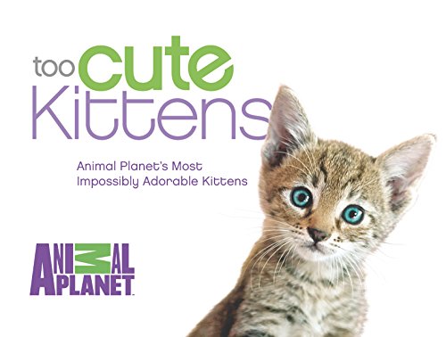 Stock image for Too Cute Kittens: Animal Planet's Most Impossibly Adorable Kittens for sale by SecondSale