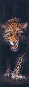 Imagen de archivo de Leopard a la venta por GoldBooks
