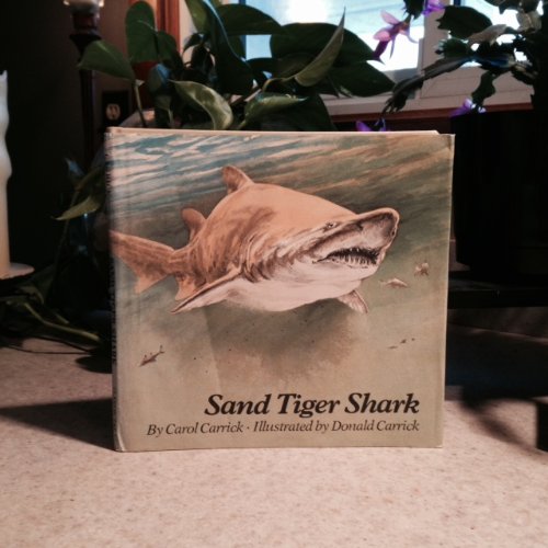 9780395287798: Sand Tiger Shark