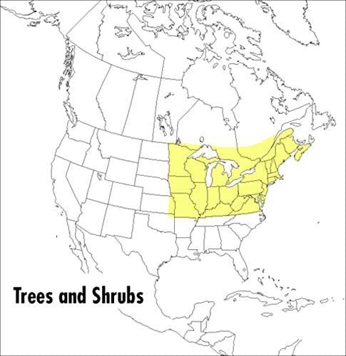 A Field Guide to Trees and Shrubs: Northeastern and north-central United States and southeastern ...