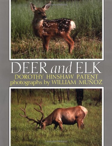 9780395520031: Deer and Elk
