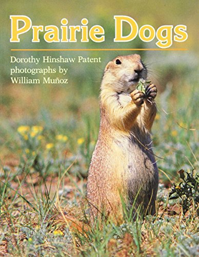 9780395526019: Prairie Dogs