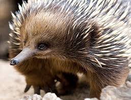 Stock image for Australian Echidna for sale by Better World Books: West