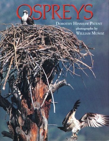 Imagen de archivo de Ospreys a la venta por Better World Books