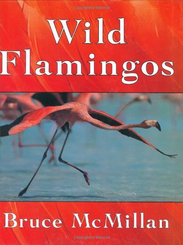 Beispielbild fr Wild Flamingos zum Verkauf von Better World Books