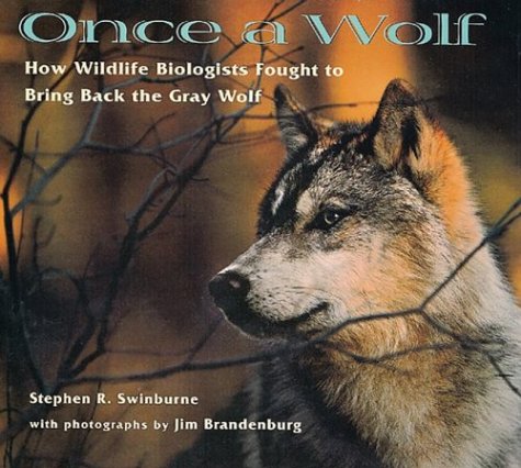 9780395898277: Once A Wolf: How Wildlife Biologists Fought to Bring Back the Gray Wolf (Scientists in the Field Series)