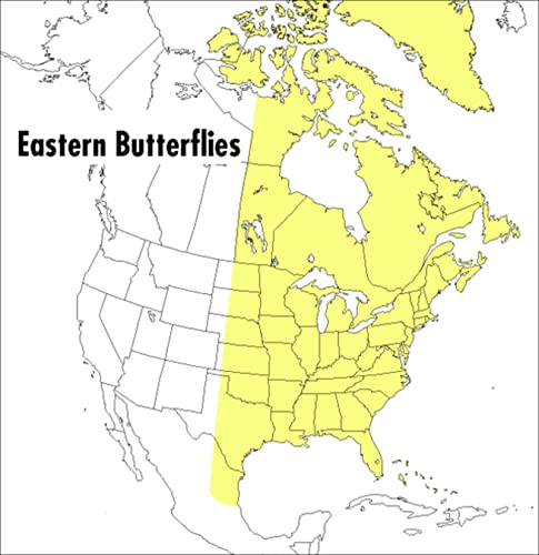 Stock image for A Field Guide to Eastern Butterflies (Peterson Field Guides) (Peterson Field Guide Series) for sale by HPB Inc.