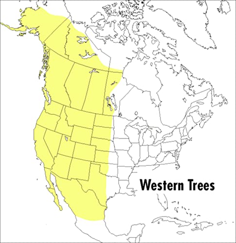 Beispielbild fr A field guide to western tress: eastern United States and Canada zum Verkauf von Prairie Creek Books LLC.