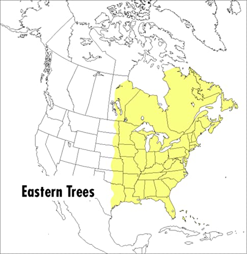 Stock image for A Peterson Field Guide To Eastern Trees: Eastern United States and Canada, Including the Midwest (Peterson Field Guides) for sale by Irish Booksellers