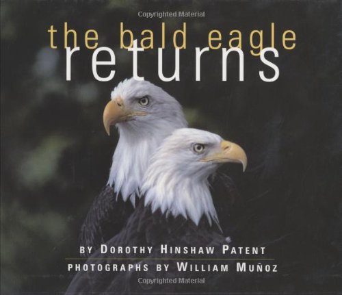 9780395914168: Bald Eagle Returns