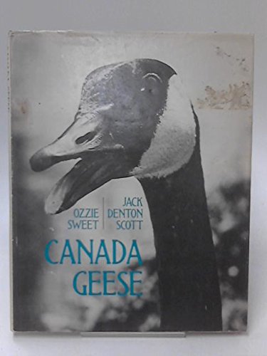 Imagen de archivo de Canada Geese a la venta por Westwood Books