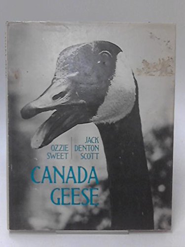 Stock image for Canada Geese for sale by Westwood Books